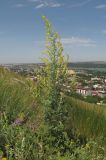Verbascum lychnitis