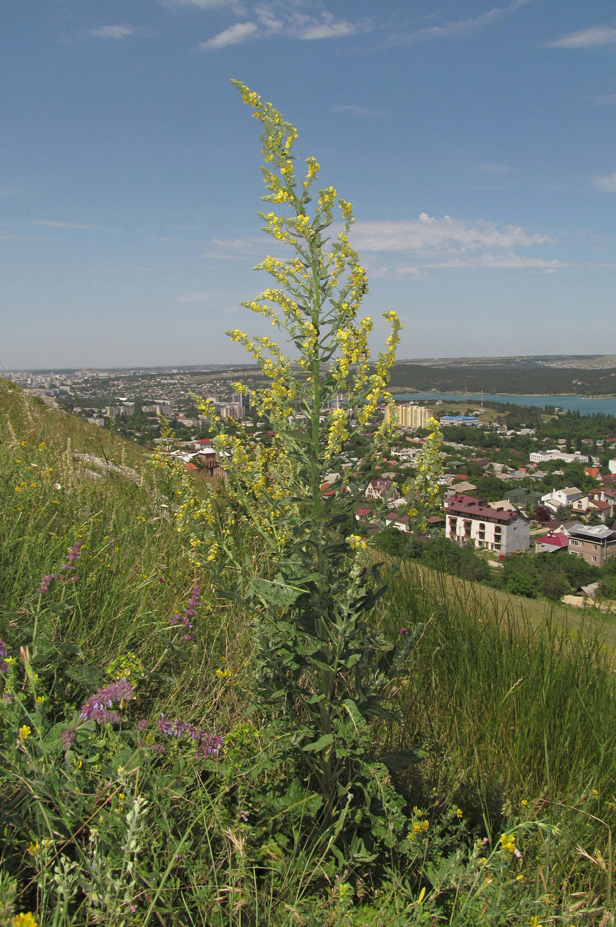 Изображение особи Verbascum lychnitis.