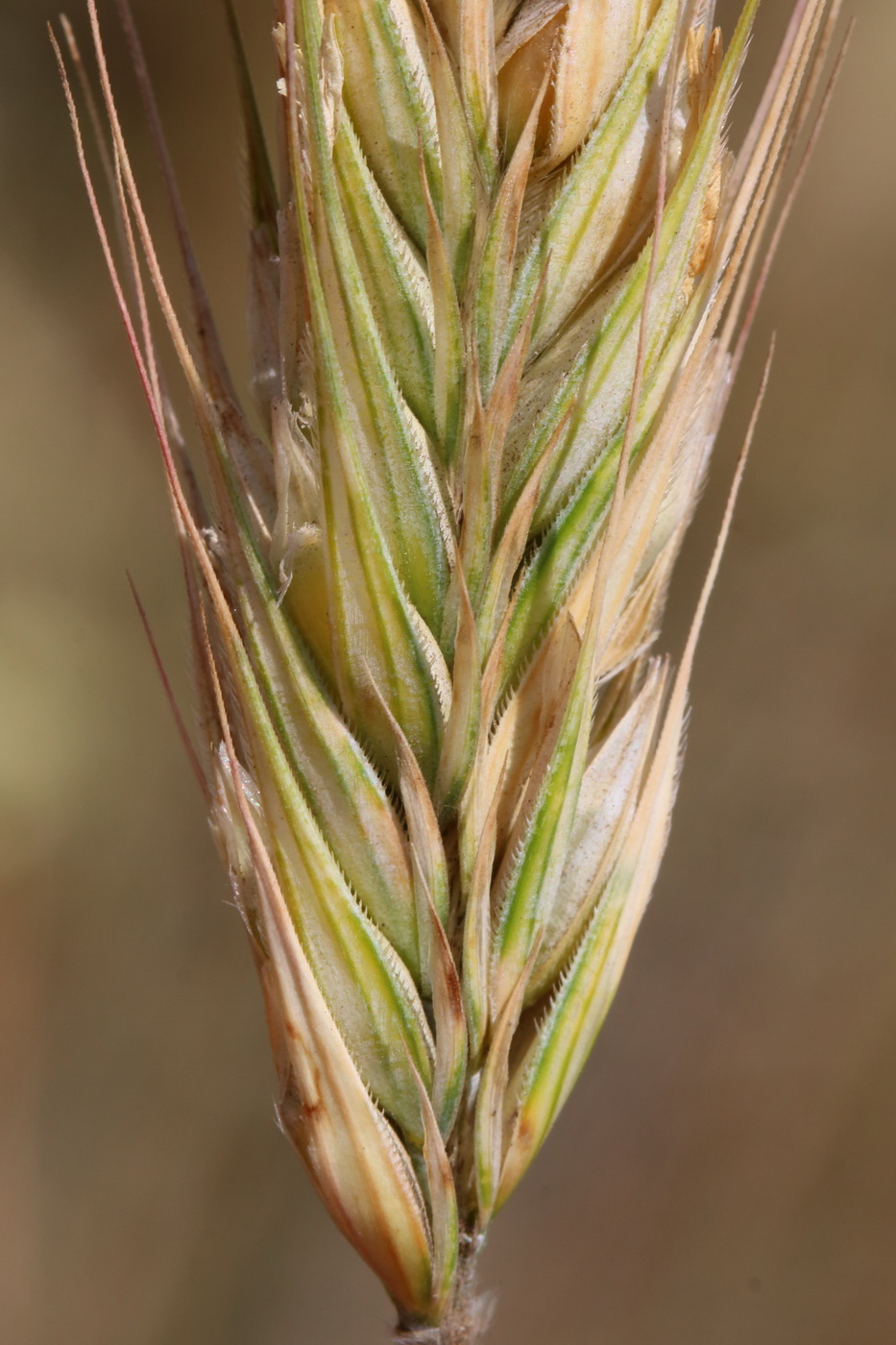 Image of Secale cereale specimen.