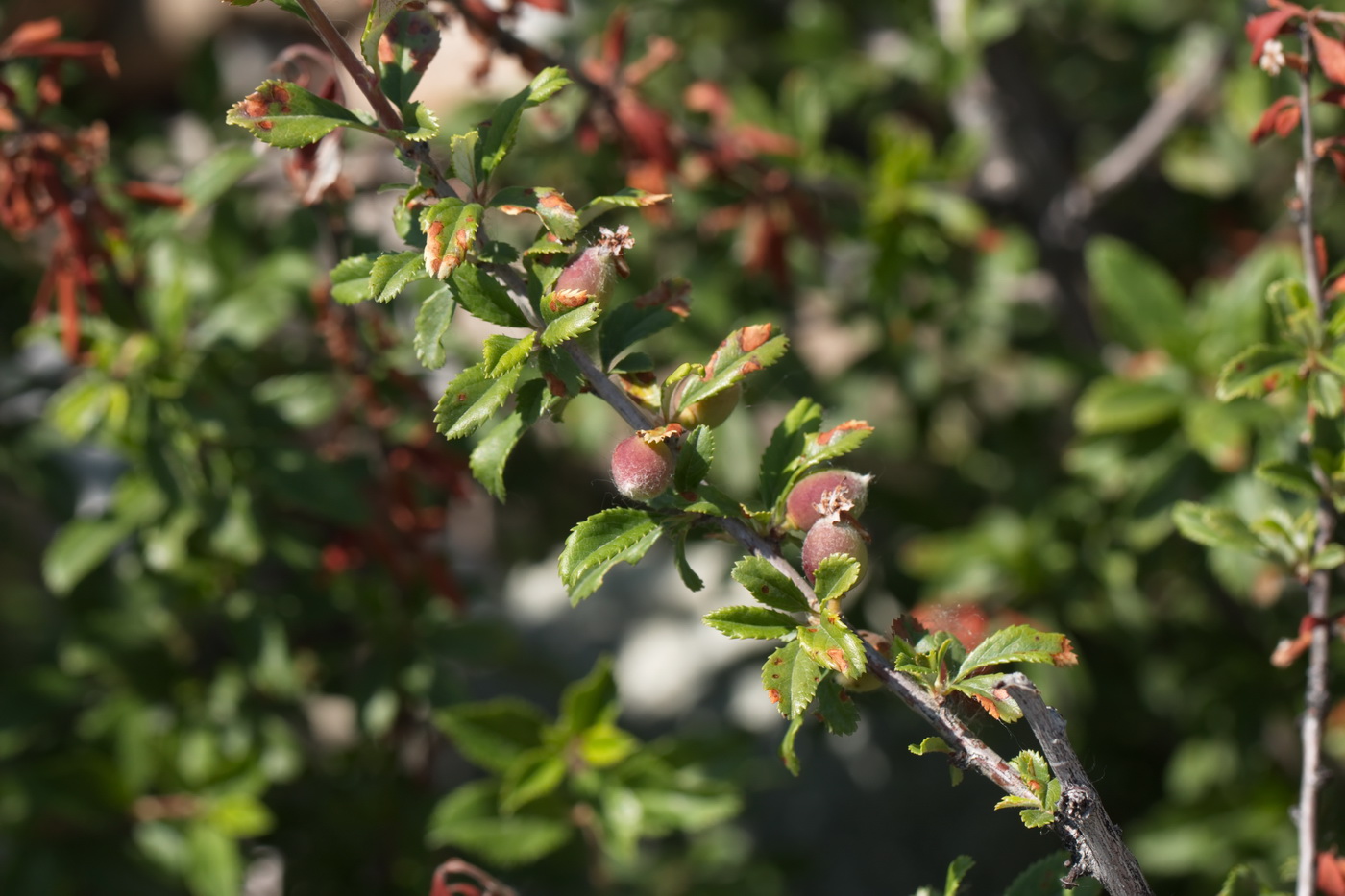 Изображение особи Cerasus erythrocarpa.