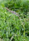 Gymnadenia conopsea. Цветущее растение. Ленинградская обл., Волосовский р-н, окр. дер. Донцо, разнотравный луг. 16.06.2019.