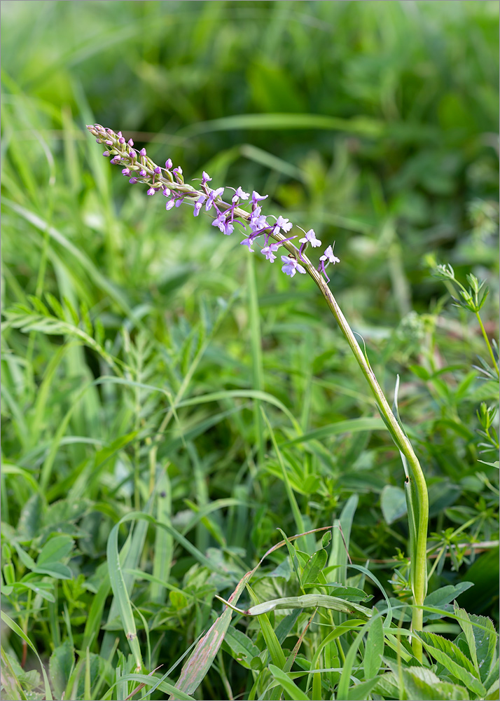 Image of Gymnadenia conopsea specimen.