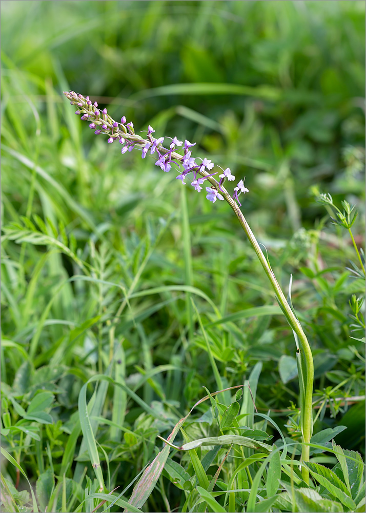 Изображение особи Gymnadenia conopsea.