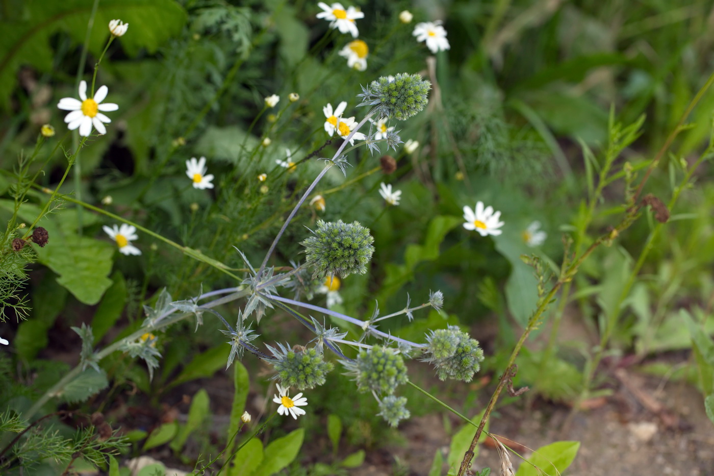 Image of Eryngium planum specimen.