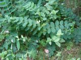 Astragalus glycyphyllos