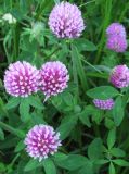 Trifolium pratense