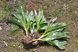 Colchicum speciosum