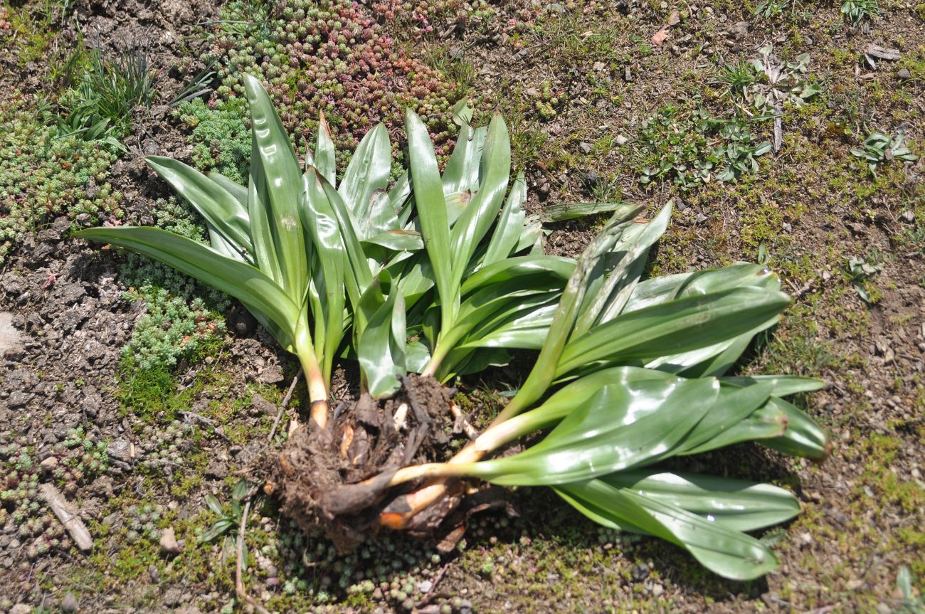 Изображение особи Colchicum speciosum.