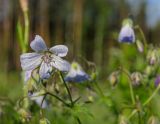 Geranium asiaticum. Верхушка цветущего побега в капельках росы. Челябинская обл, Саткинский р-н, долина р. Первая, луг. 16 июня 2019 г.