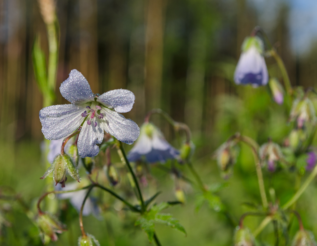 Image of Geranium asiaticum specimen.