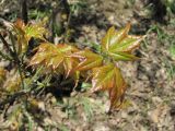 Acer cappadocicum. Верхушка ветви с молодыми листьями. Дагестан, окр. г. Дербент, гора Ачигсырт, лес. 23.04.2019.