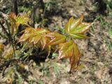 Acer cappadocicum