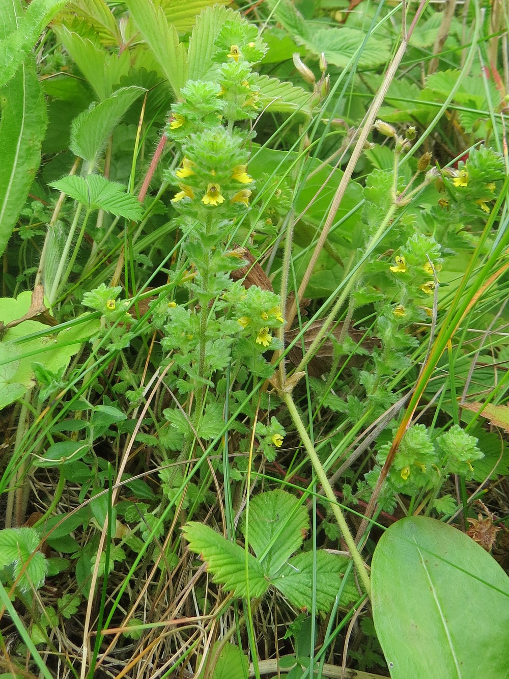 Изображение особи Euphrasia mollis.