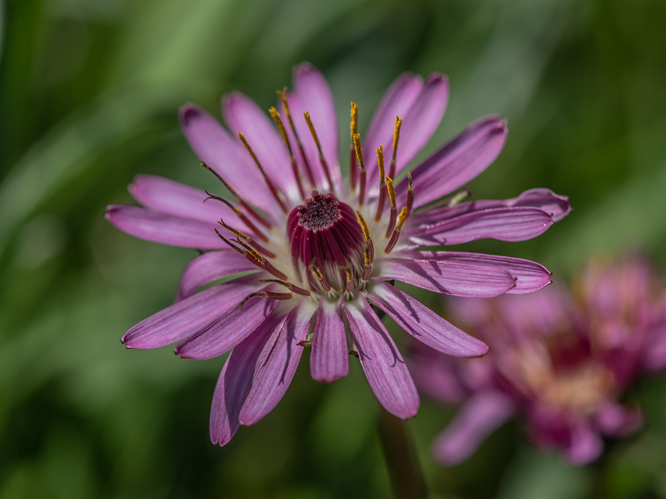 Image of Taraxacum porphyranthum individual.
