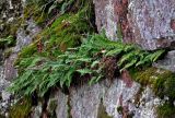 Polypodium vulgare. Взрослые растения. Ленинградская обл., Выборг, парк Монрепо, поросшая мхами гранитная скала. 02.11.2019.