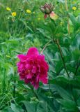 Paeonia lactiflora