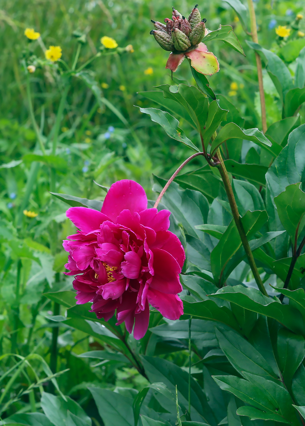 Image of Paeonia lactiflora specimen.