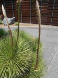 Agave stricta