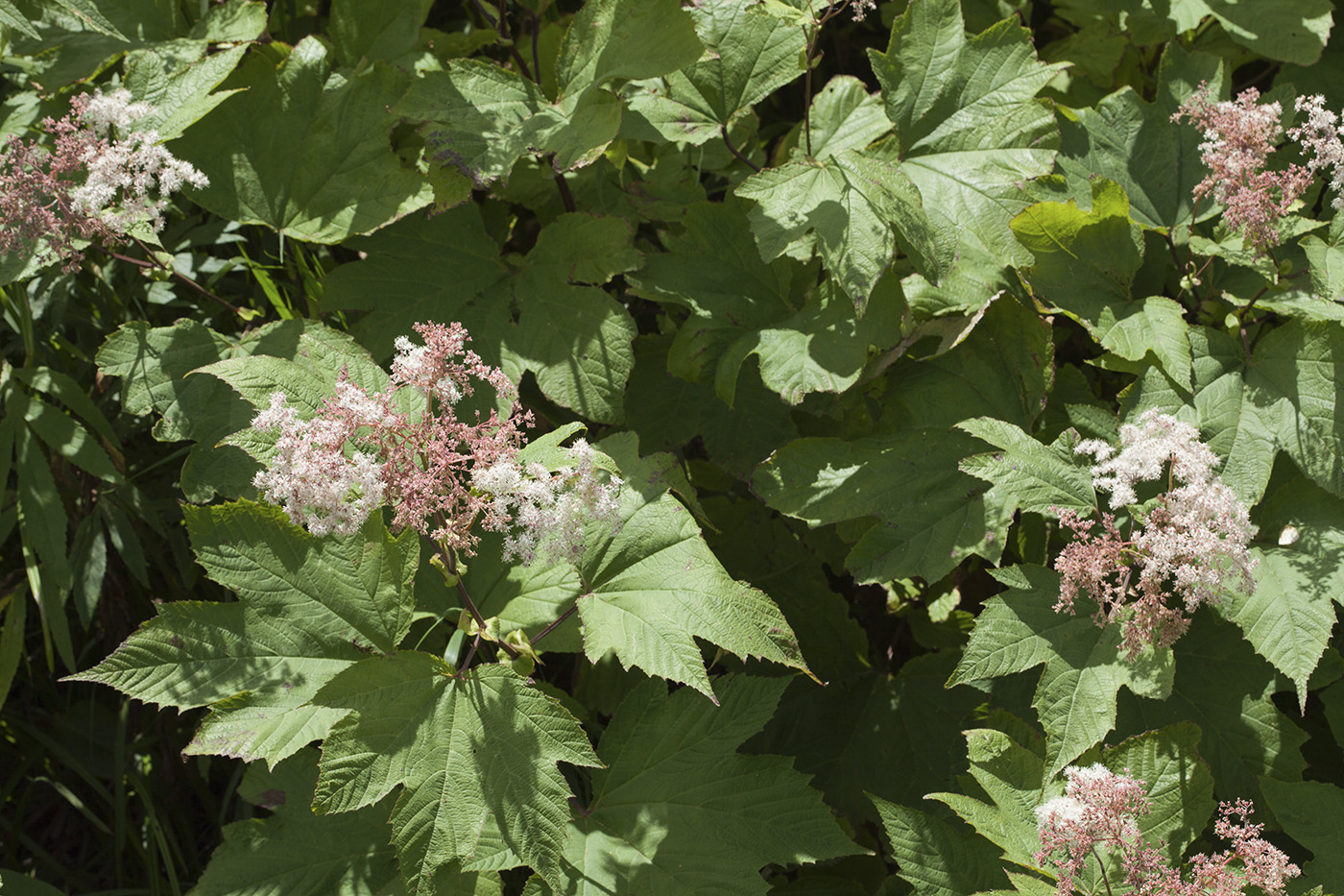 Image of Filipendula camtschatica specimen.