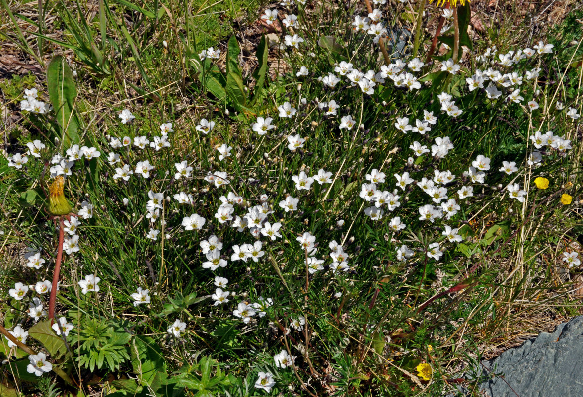 Image of genus Eremogone specimen.