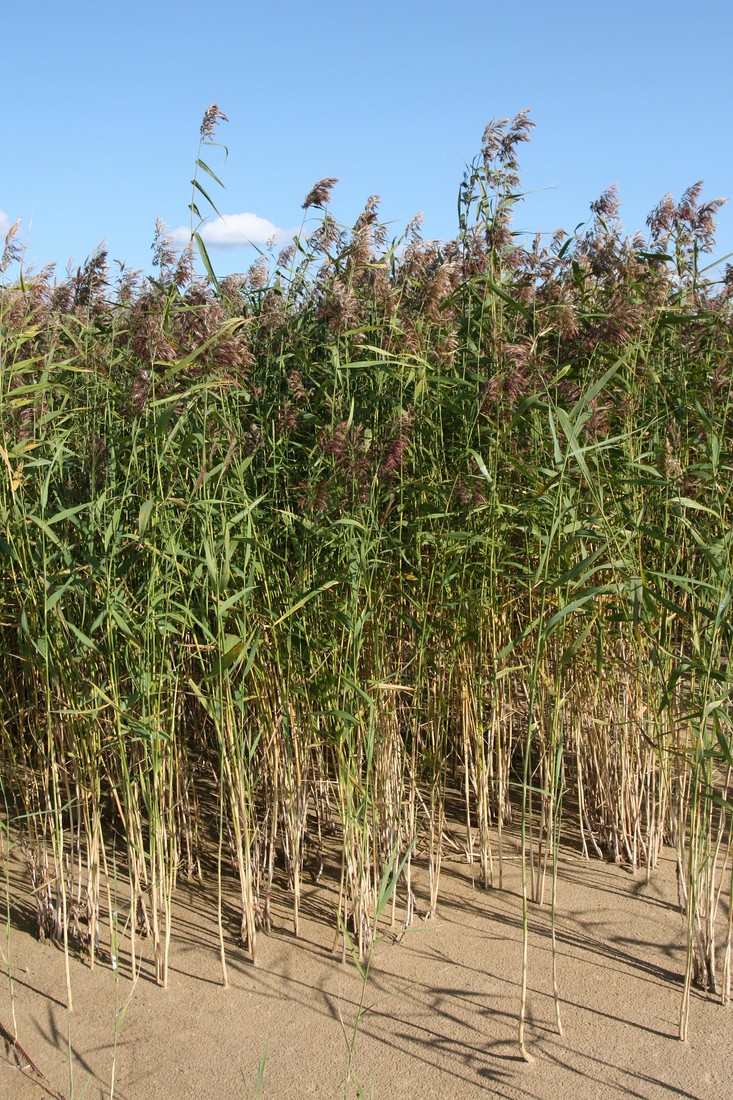 Изображение особи Phragmites australis.