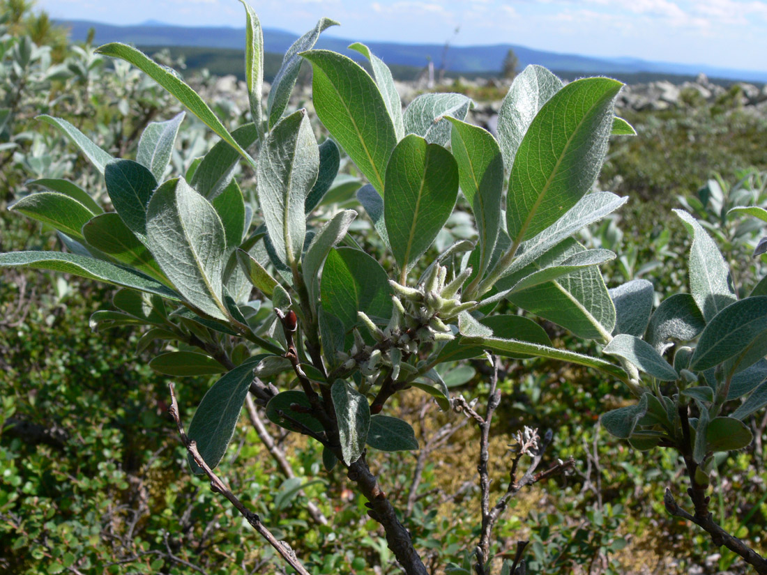 Изображение особи Salix glauca.