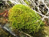 Bryopsida