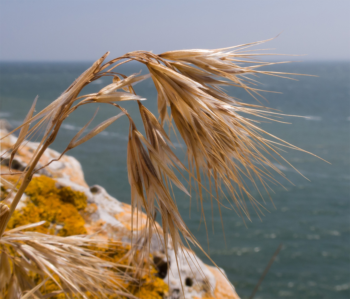 Изображение особи Anisantha tectorum.