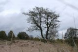 Alnus glutinosa