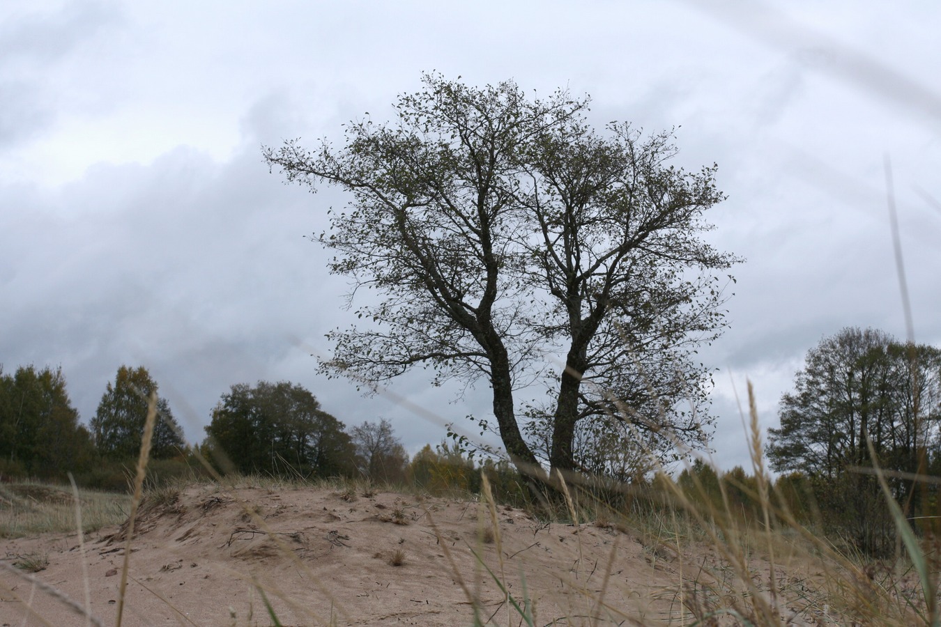 Image of Alnus glutinosa specimen.