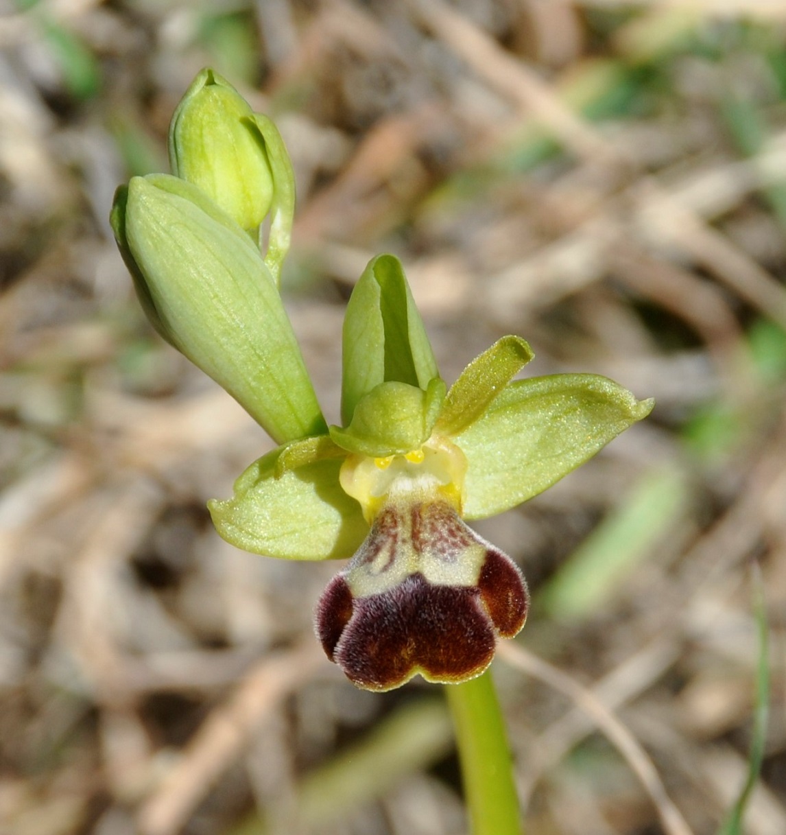 Изображение особи Ophrys omegaifera ssp. israelitica.