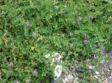 Lathyrus japonicus