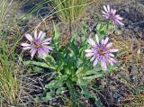 Tragopogon marginifolius