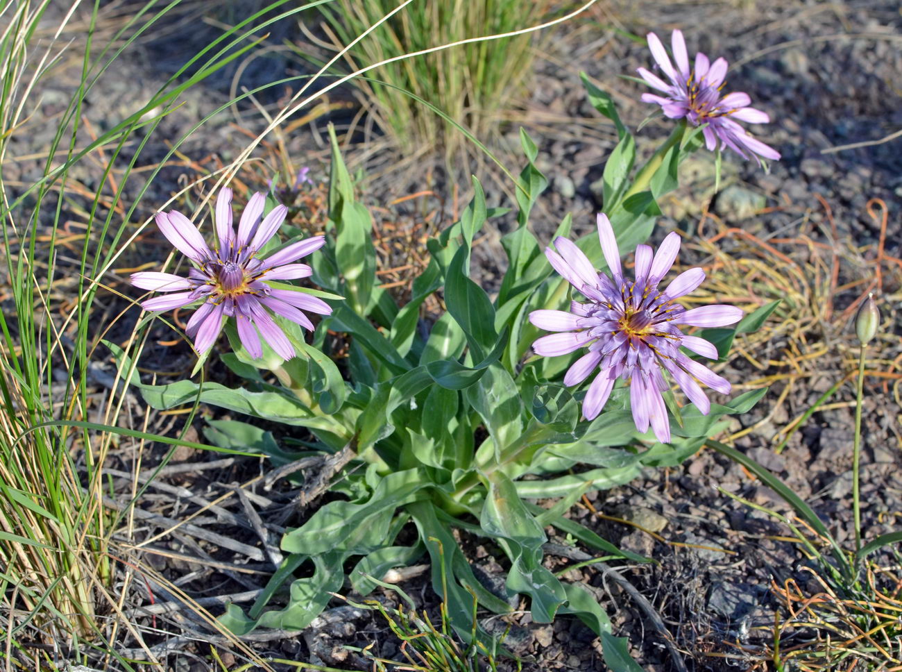 Изображение особи Tragopogon marginifolius.