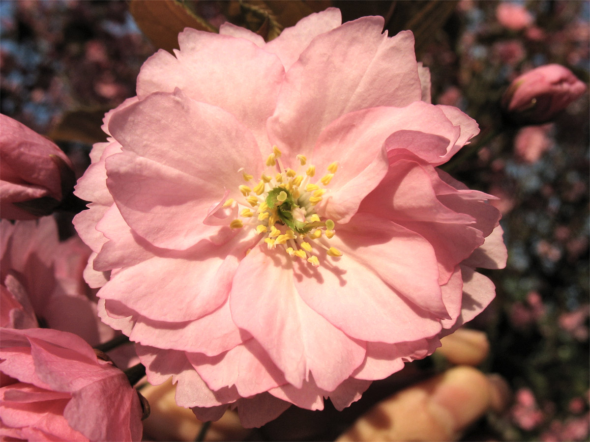 Image of Prunus serrulata specimen.