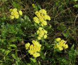 Helichrysum arenarium