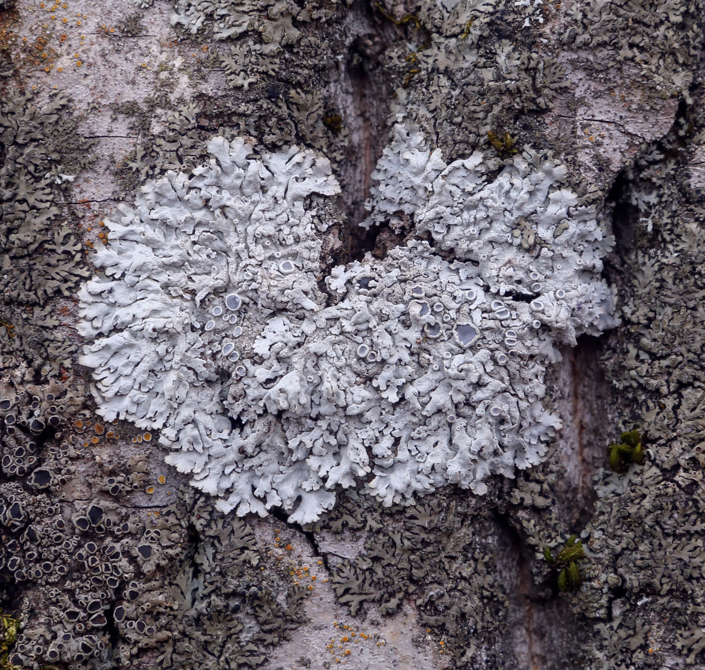 Image of genus Physcia specimen.