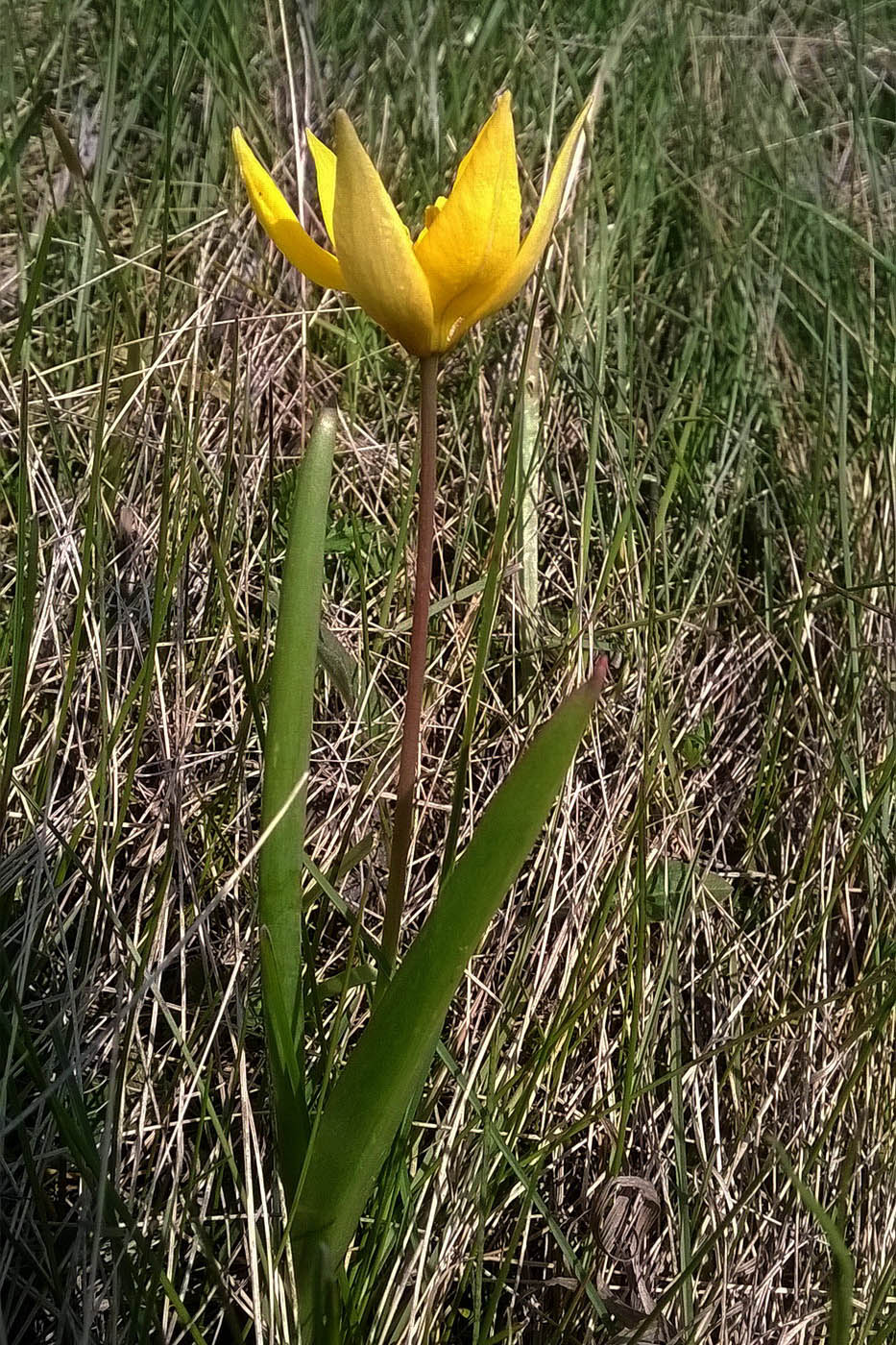 Изображение особи Tulipa biebersteiniana.