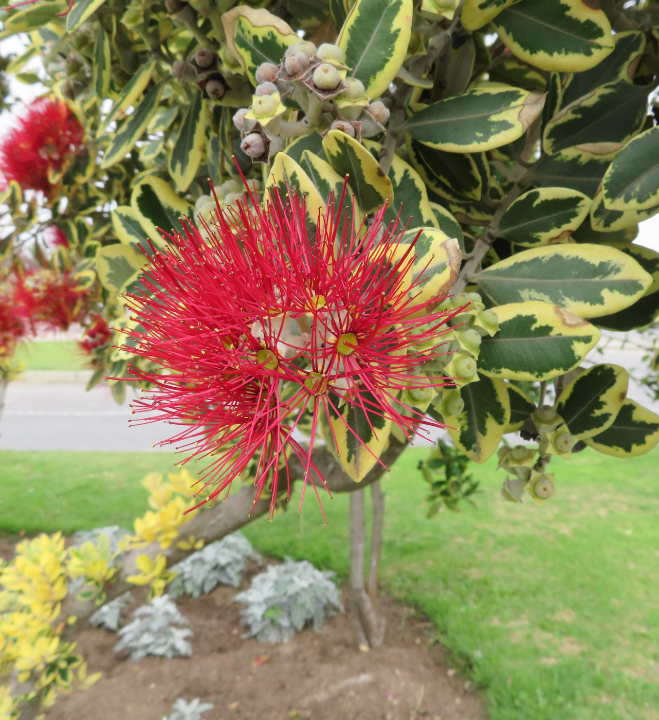 Image of Metrosideros excelsa specimen.