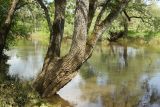 род Salix