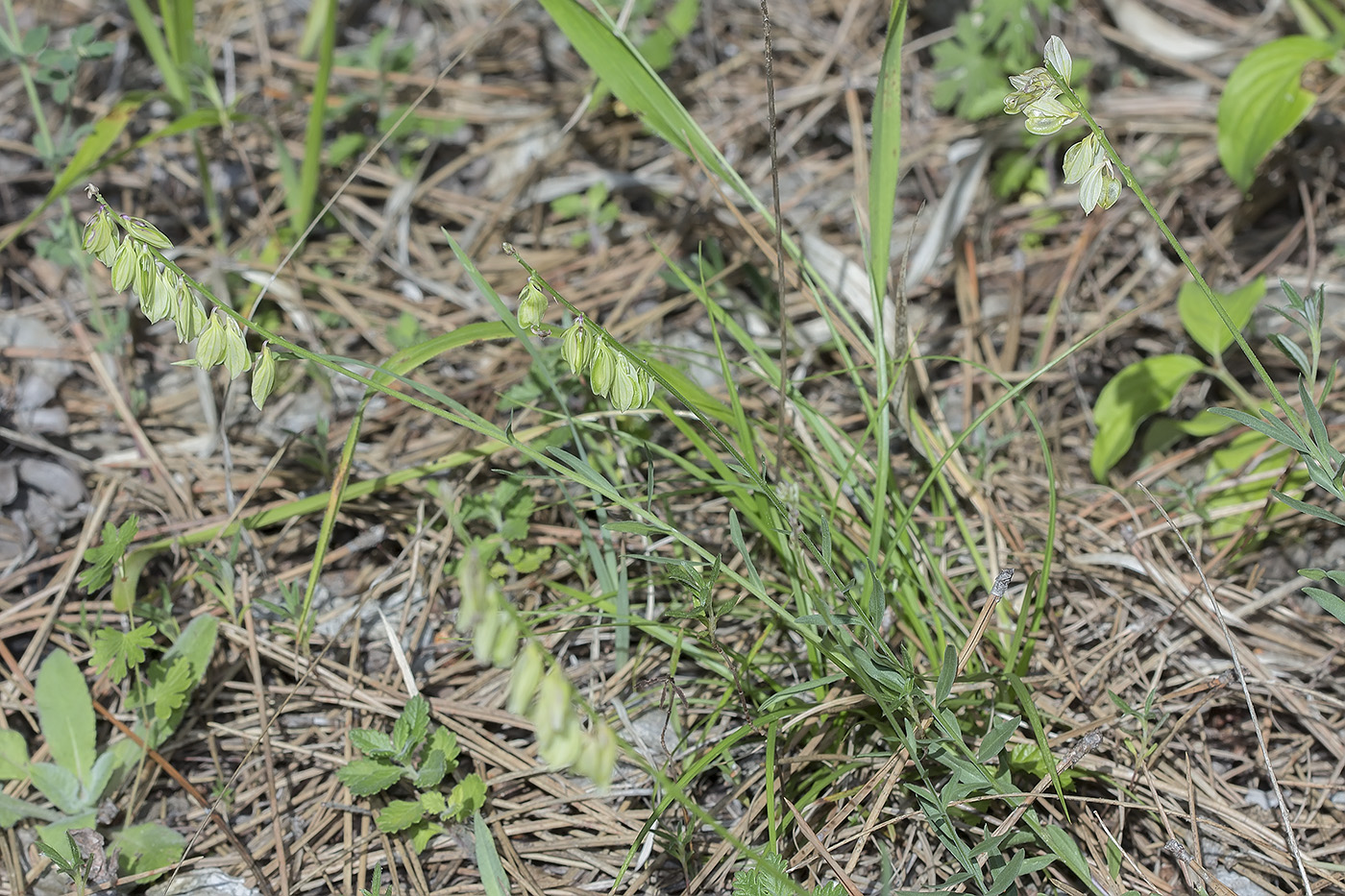 Image of Polygala major specimen.