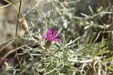 Centaurea akamantis