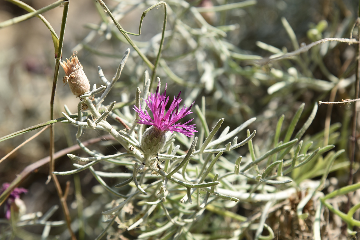 Image of Centaurea akamantis specimen.