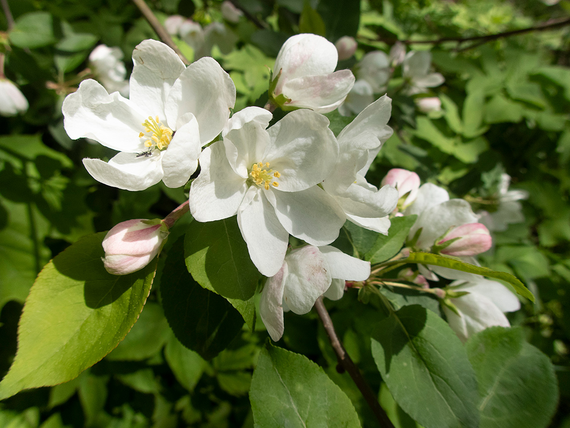 Image of genus Malus specimen.