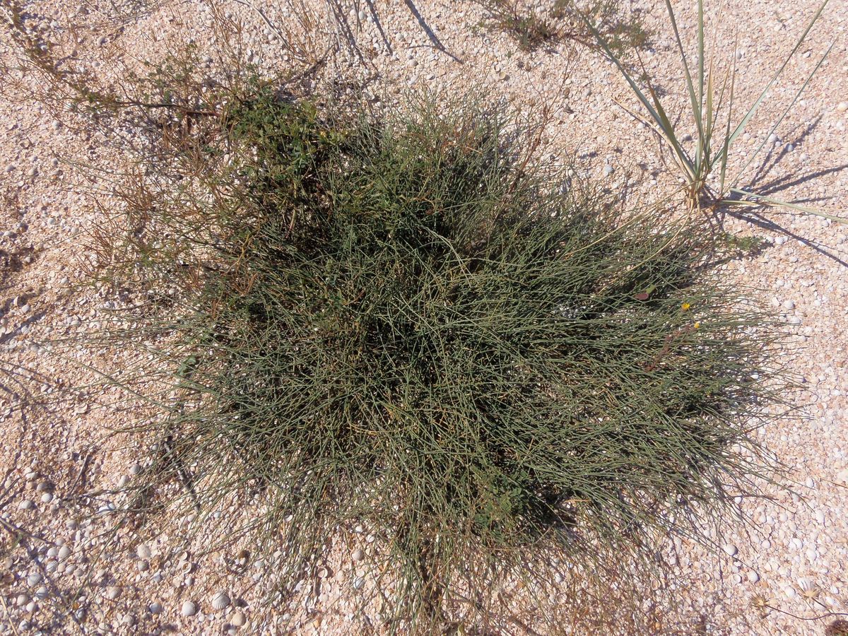 Image of Ephedra distachya specimen.