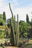 familia Cactaceae. Вегетирующее растение. Испания, Каталония, провинция Girona, Costa Brava, Blanes, ботанический сад \"Pinya de Rosa\". 27 октября 2008 г.