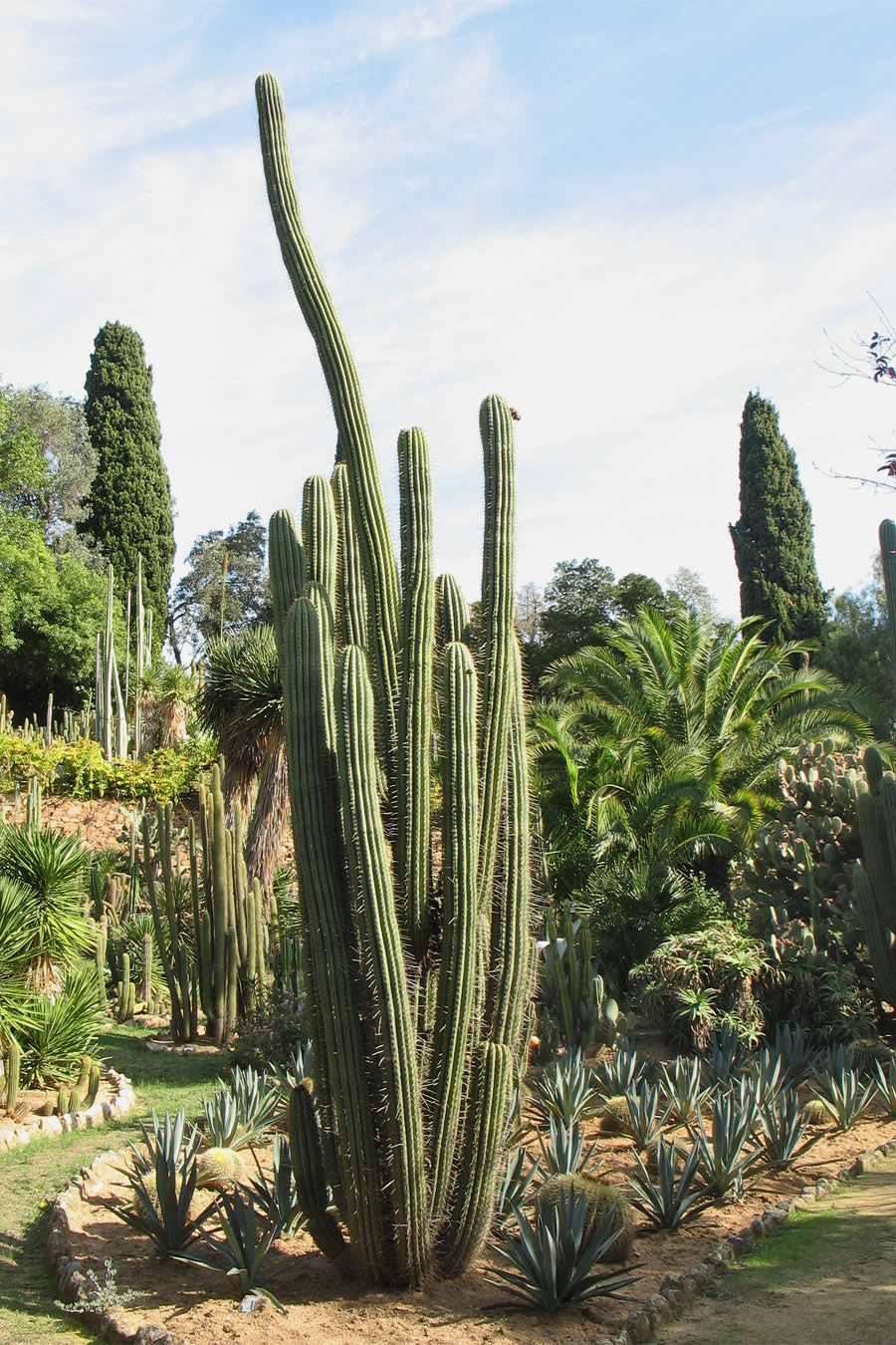 Изображение особи семейство Cactaceae.