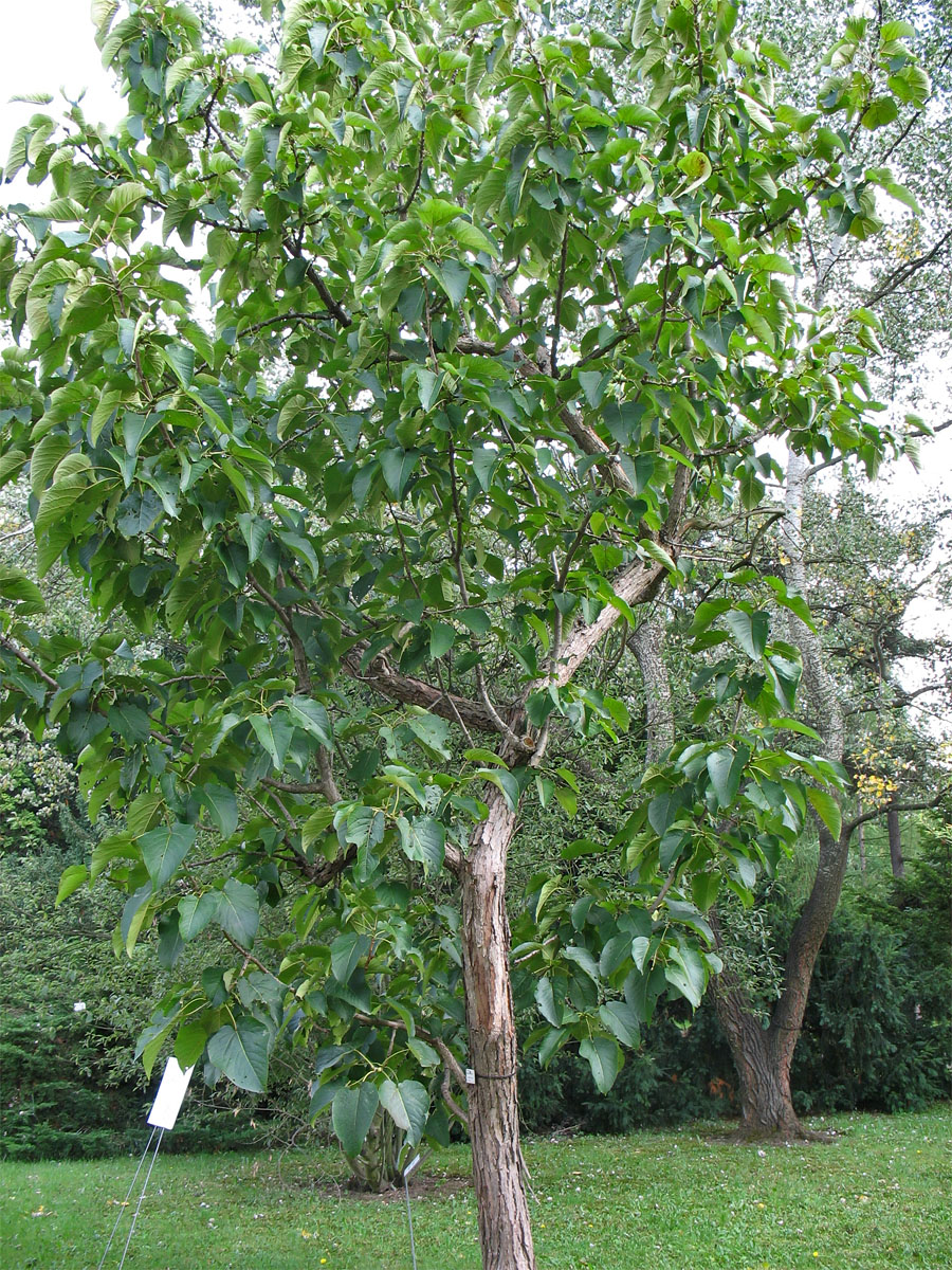 Image of Populus lasiocarpa specimen.