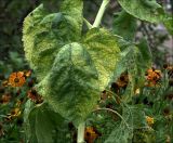 Helianthus annuus. Листья в осеннем окрасе. Московская обл., Раменский р-н, окр. дер. Хрипань, садовый участок. 21.09.2020.