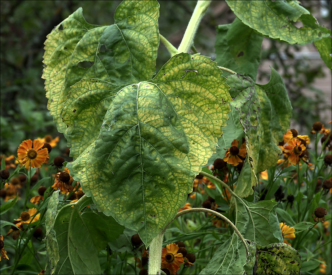 Image of Helianthus annuus specimen.